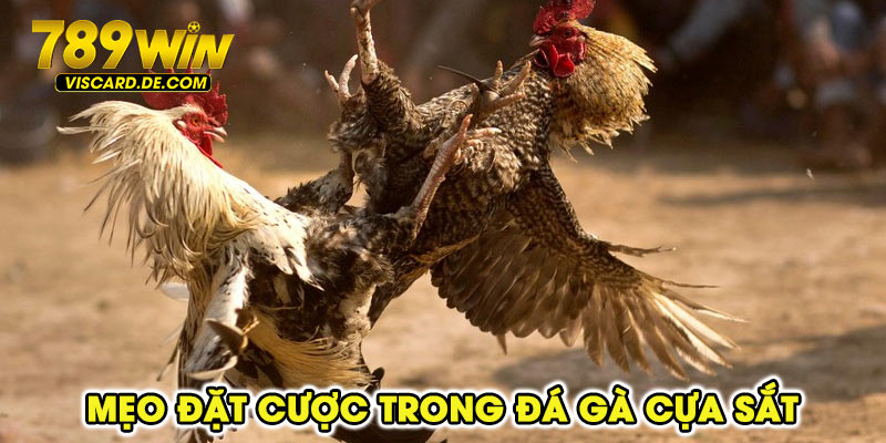 Mẹo đặt cược trong đá gà cựa sắt